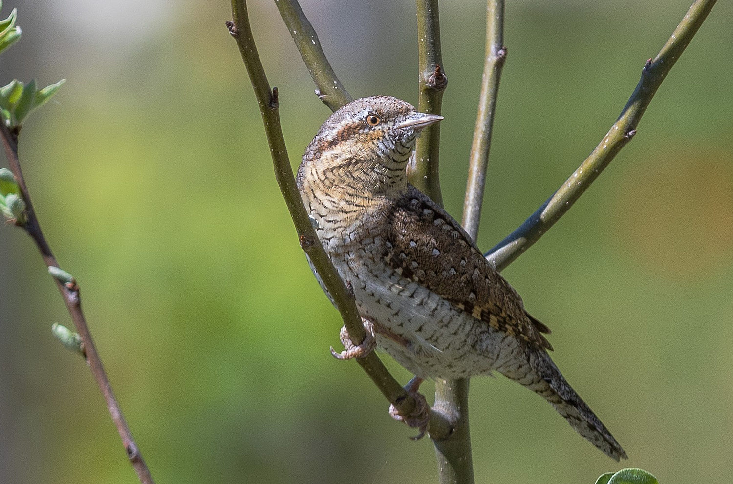 Vogelinventar Worb – Aufruf zum Melden von Vögeln